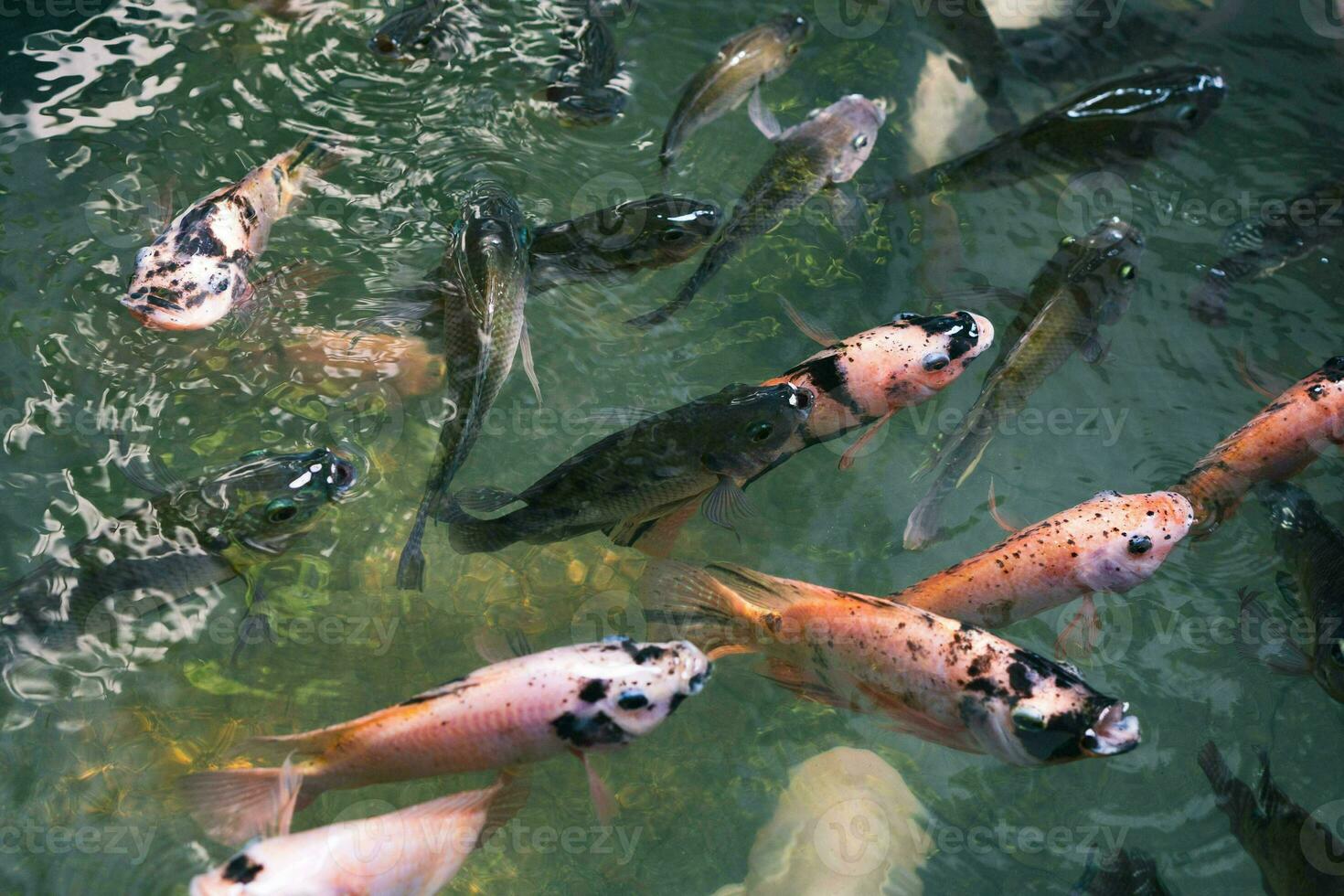 dichtbij omhoog van divers koi vis zwemmen in een vijver. mooi, exotisch, kleurrijk, bokeh achtergronden. foto