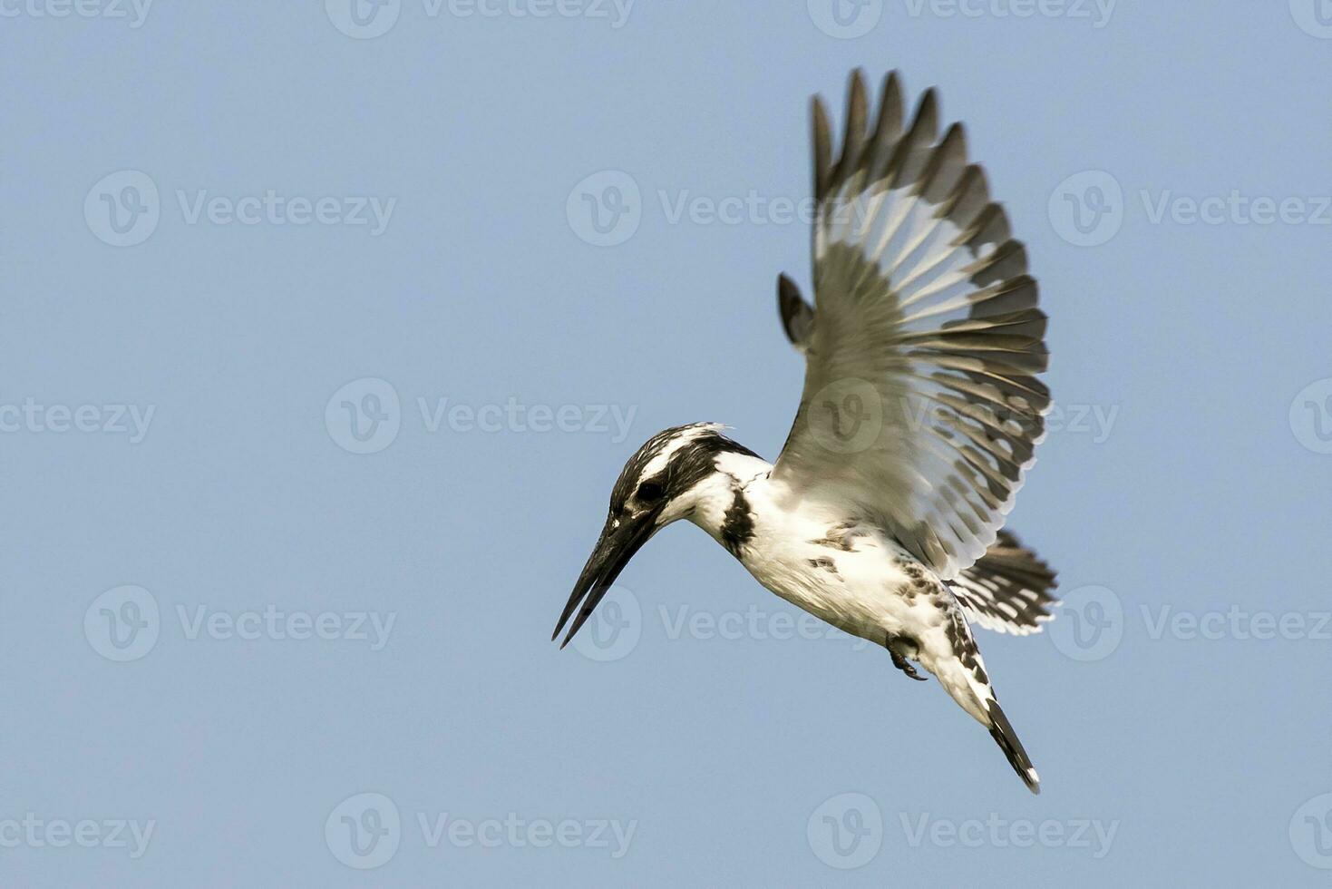 beeld van bont ijsvogel ceryl rudis mannetje zweven in vlucht Aan lucht. vogel. wild dieren. foto