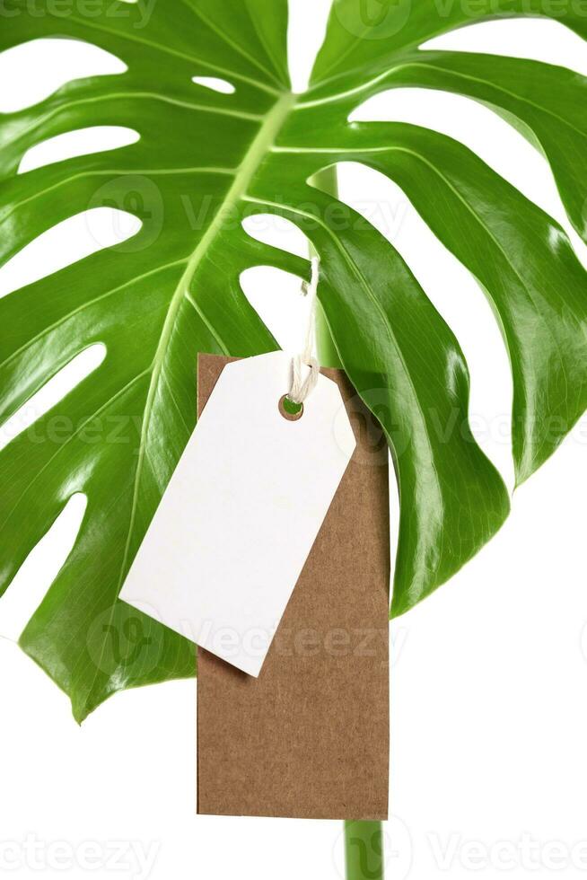 etiket label bespotten omhoog Aan monstera bladeren Aan wit achtergrond. groen vrijdag concept. foto