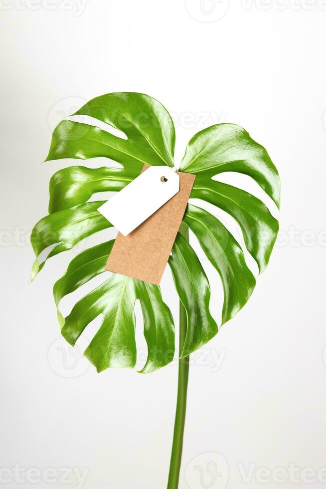 etiket label bespotten omhoog Aan monstera bladeren Aan wit achtergrond. groen vrijdag concept. foto