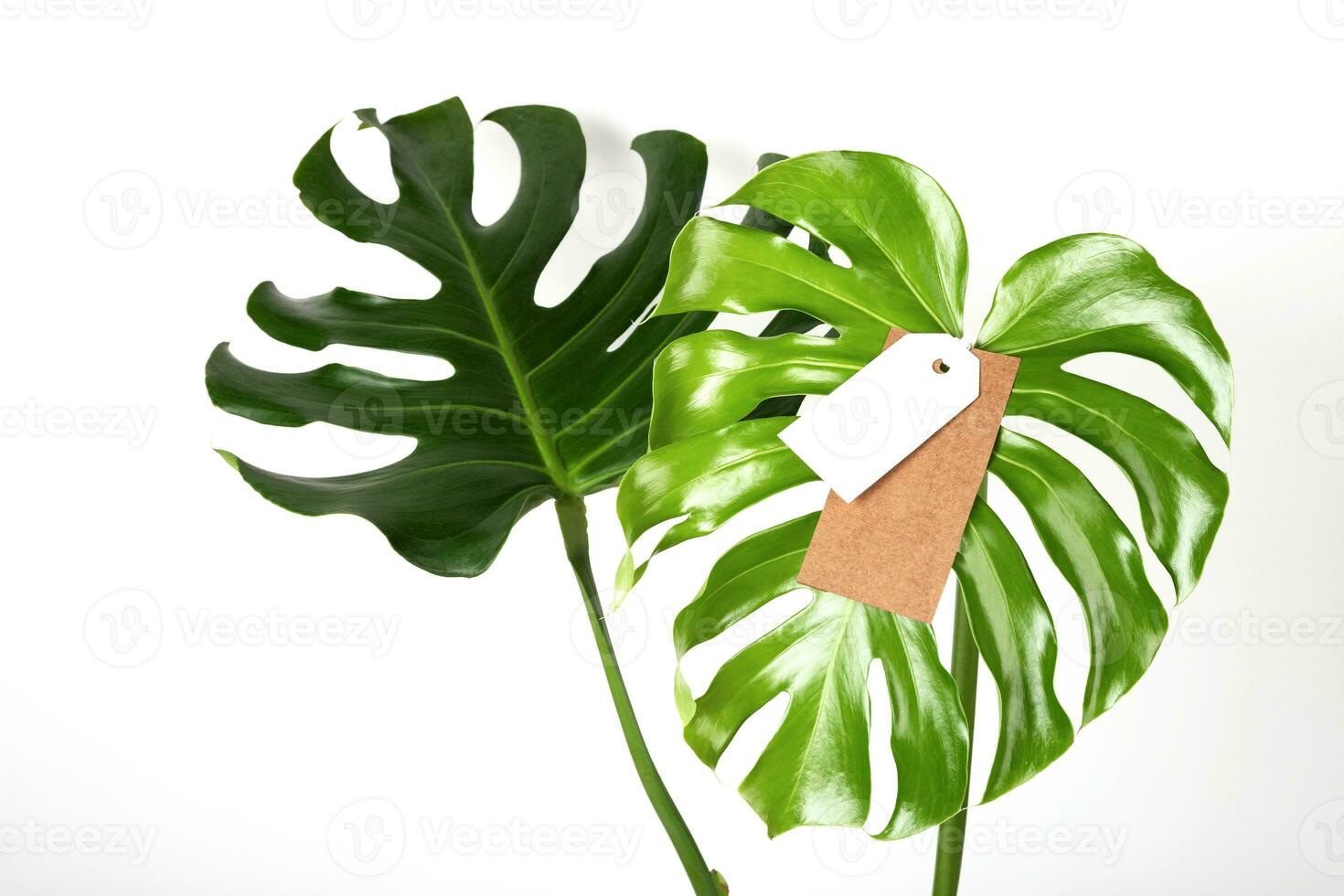 etiket label bespotten omhoog Aan monstera bladeren Aan wit achtergrond. groen vrijdag concept. foto