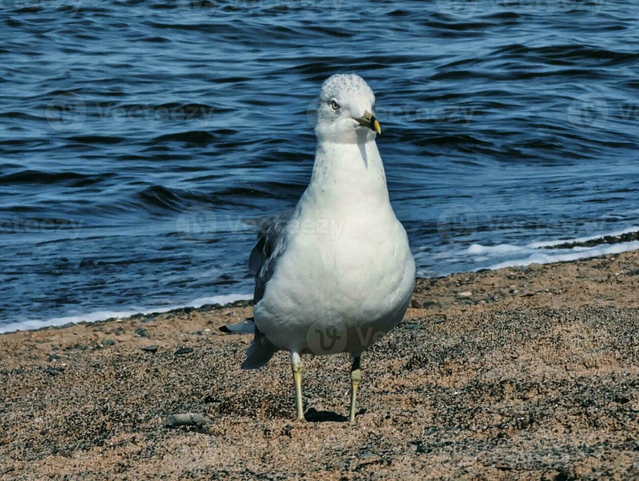 een wit vogel staand Aan de zand De volgende naar de oceaan foto