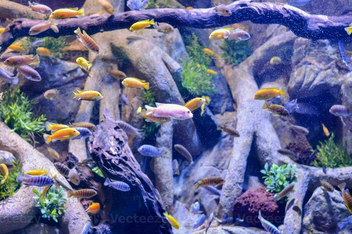 een groot aquarium met veel verschillend gekleurde vis foto