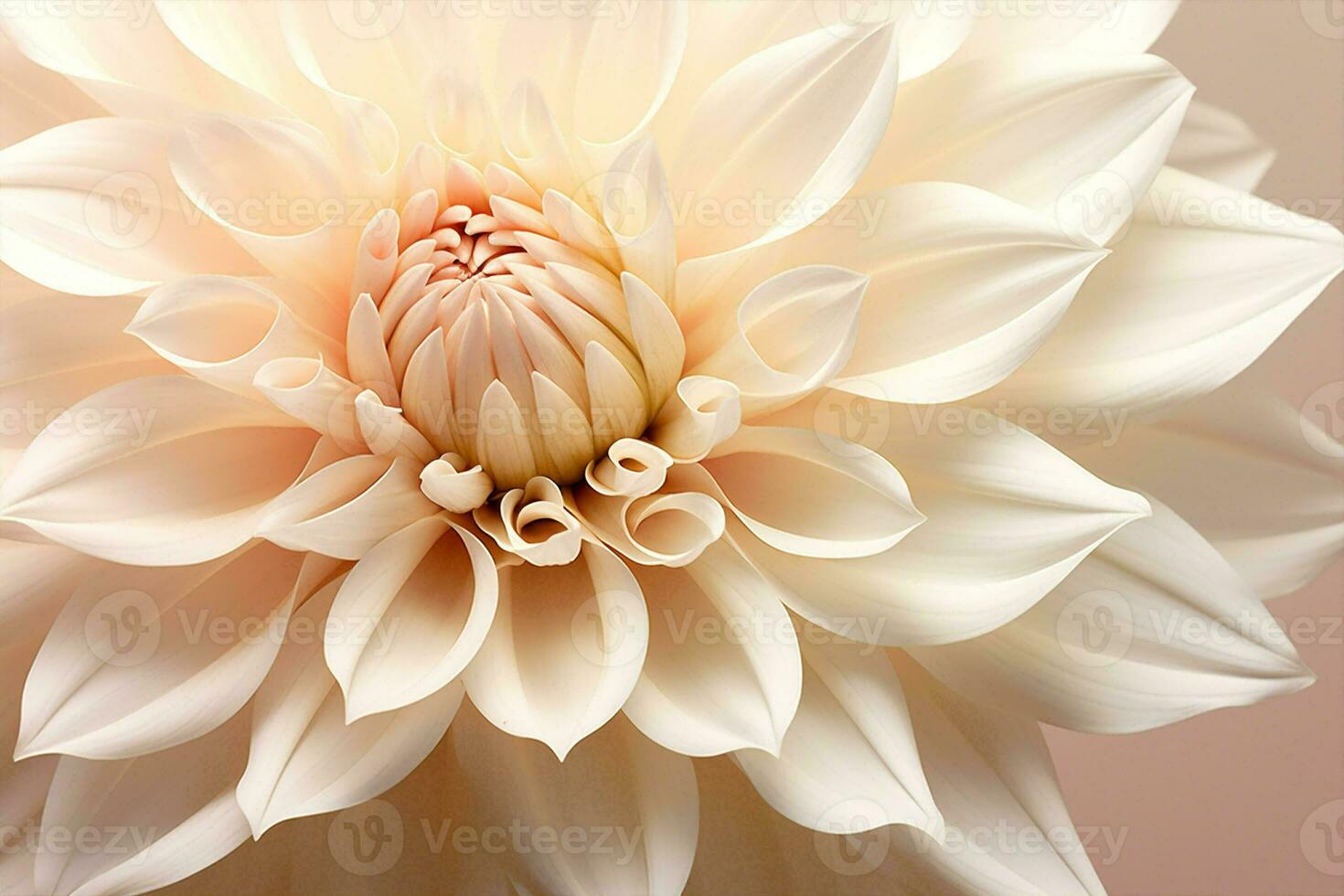 macro dahlia natuur bloem achtergrond foto