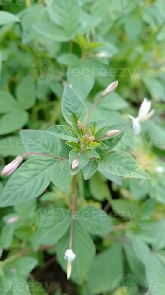 foto van rutidosperma Cleome