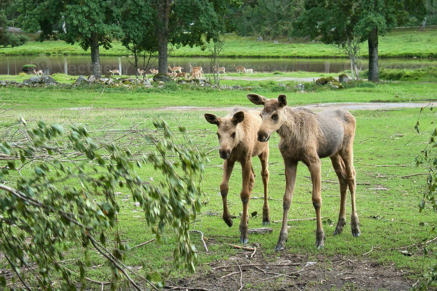 twee baby eland in een weide. jong dieren van de Woud. koning van de Woud foto