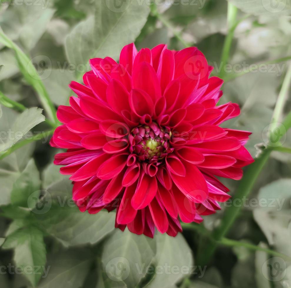 mooie rode bloem van de tuindahlia foto