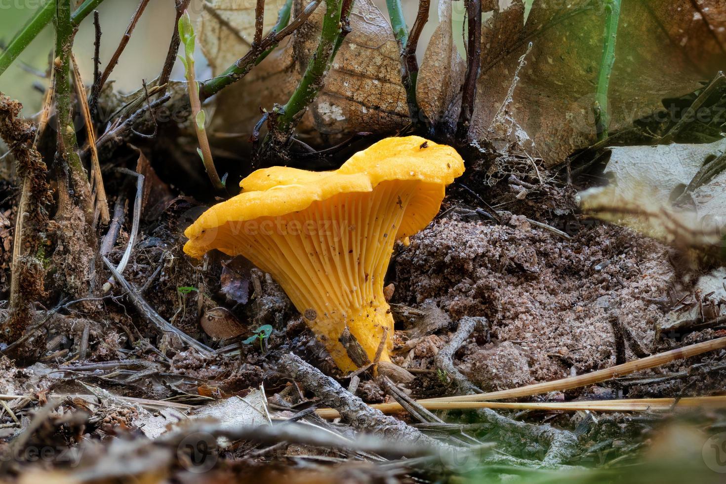 detail shot van een gele cantharel paddenstoel tussen dennennaalden foto