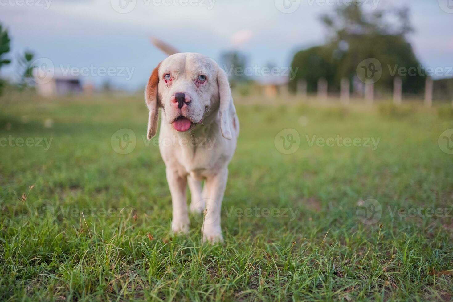 portret van een schattig wit haar- brak hond buitenshuis Aan de groen gras in de weide. foto