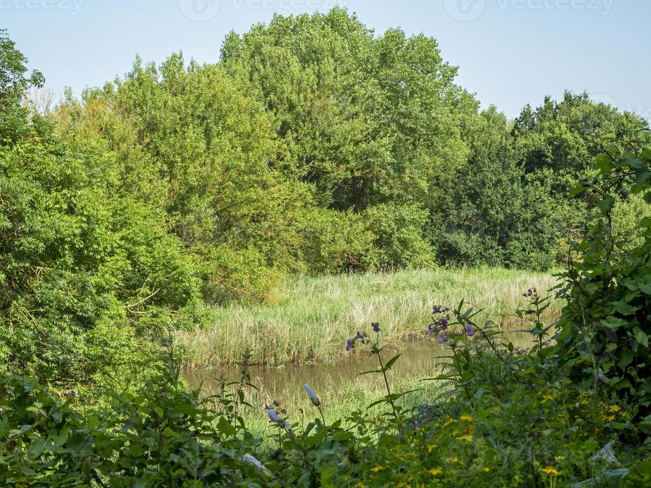 uitzicht over een vijver bij barlow common, noord-yorkshire, engeland foto