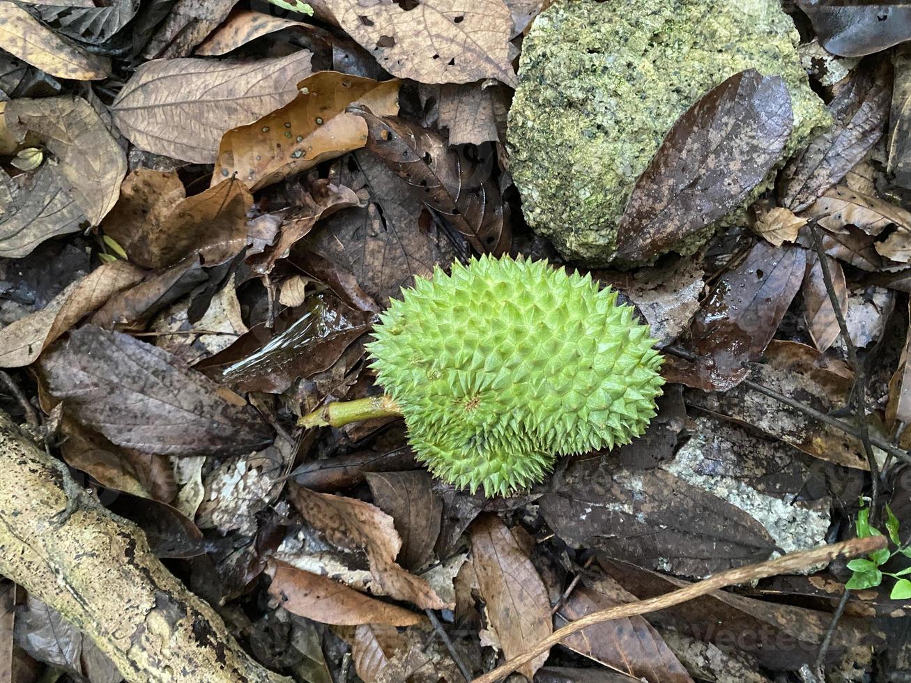 bovenaanzicht van een kleine durian-vrucht op de grond foto