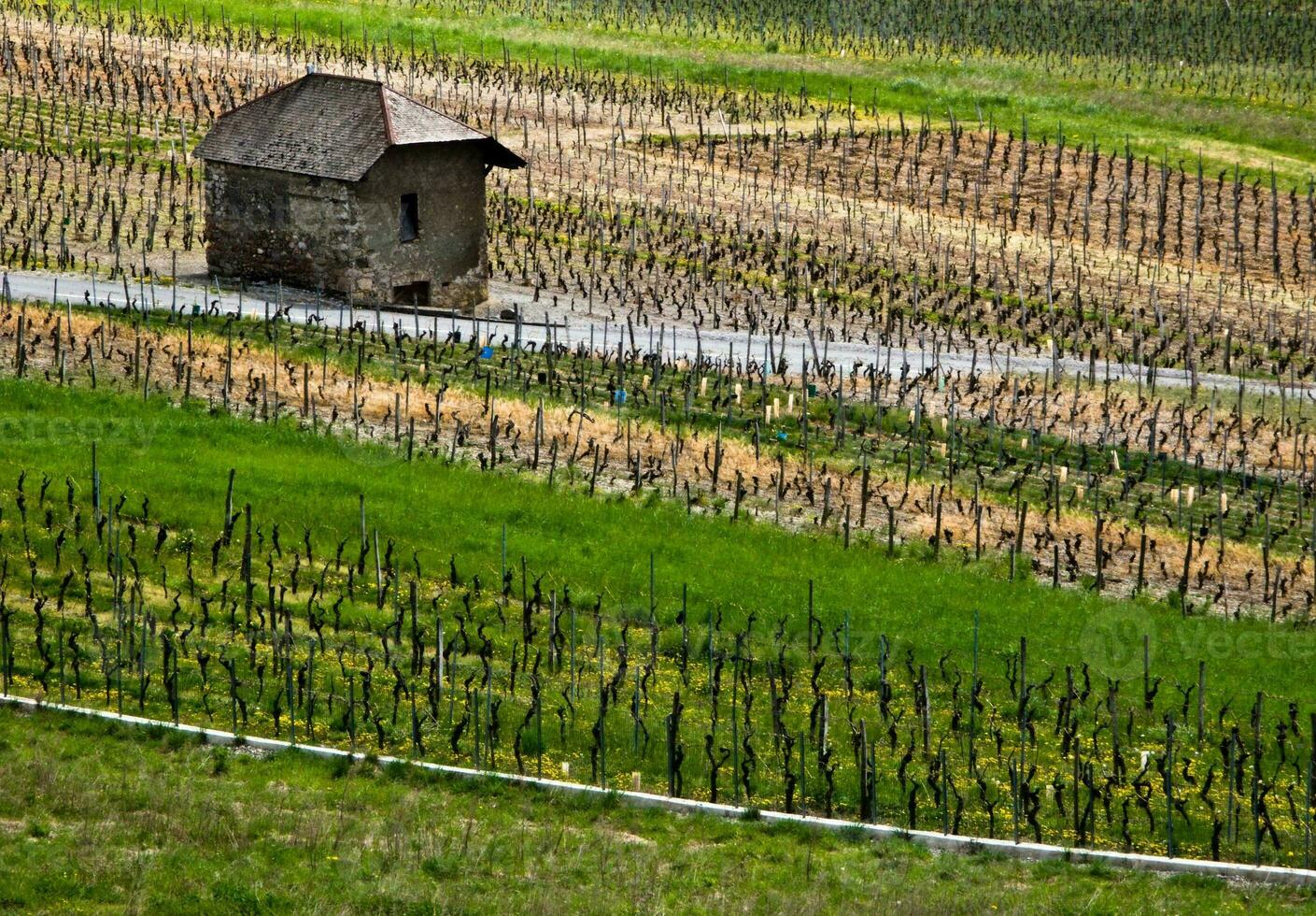 groen wijngaarden van chignine, savoie, Frankrijk foto