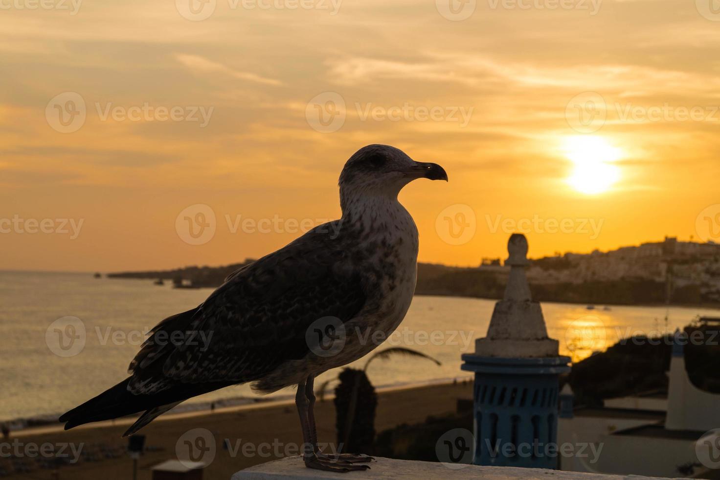 zeemeeuw in portugal foto