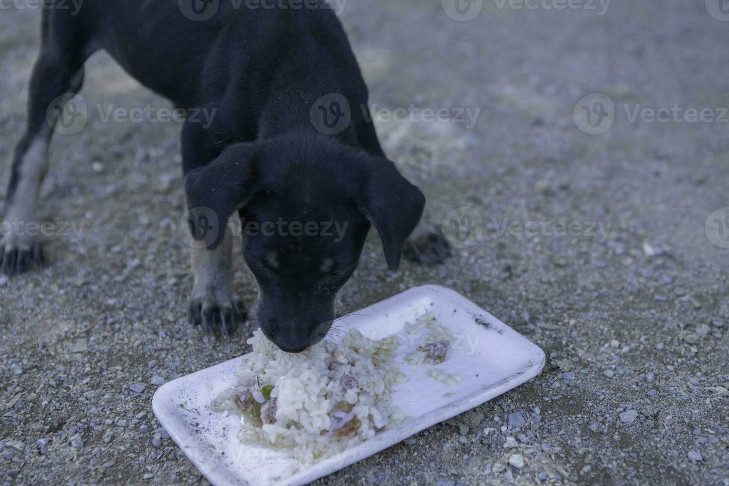 een hond aan het eten voedsel alleen van een kom in de park. selectief focus. zwart klein hond eten vuil voedsel bord Aan de grond in de park foto