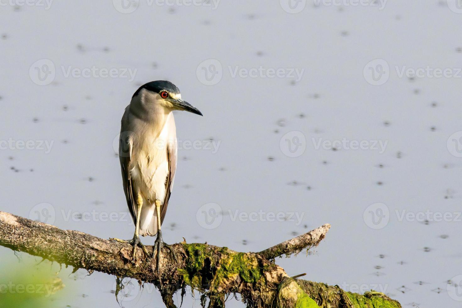 zwarte gekroonde nachtreiger vogel zittend op een tak foto