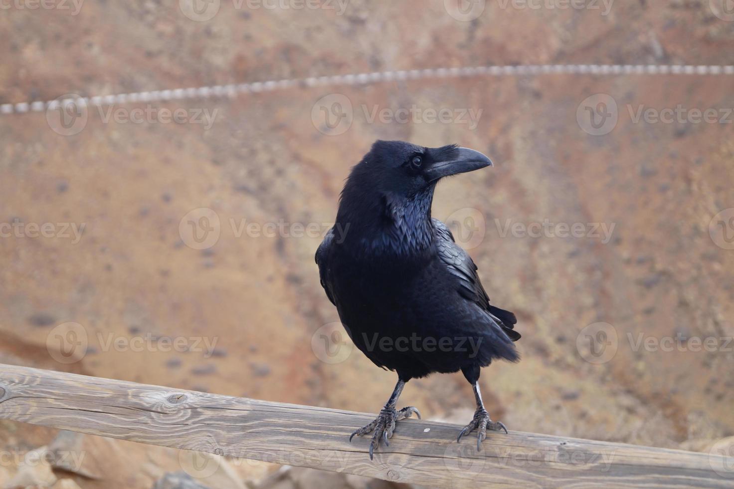 raaf of kraai op fuerteventura - corvus corax foto