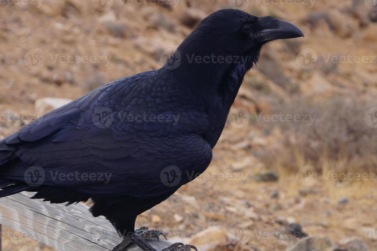 raaf of kraai op fuerteventura - corvus corax foto