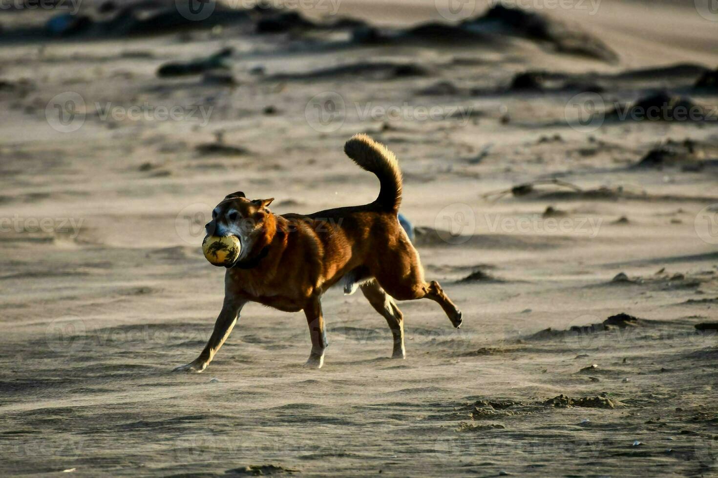 een hond rennen Aan de zand met een bal in haar mond foto