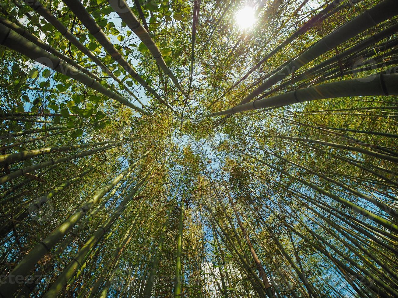 bamboe bomen en zonlicht foto