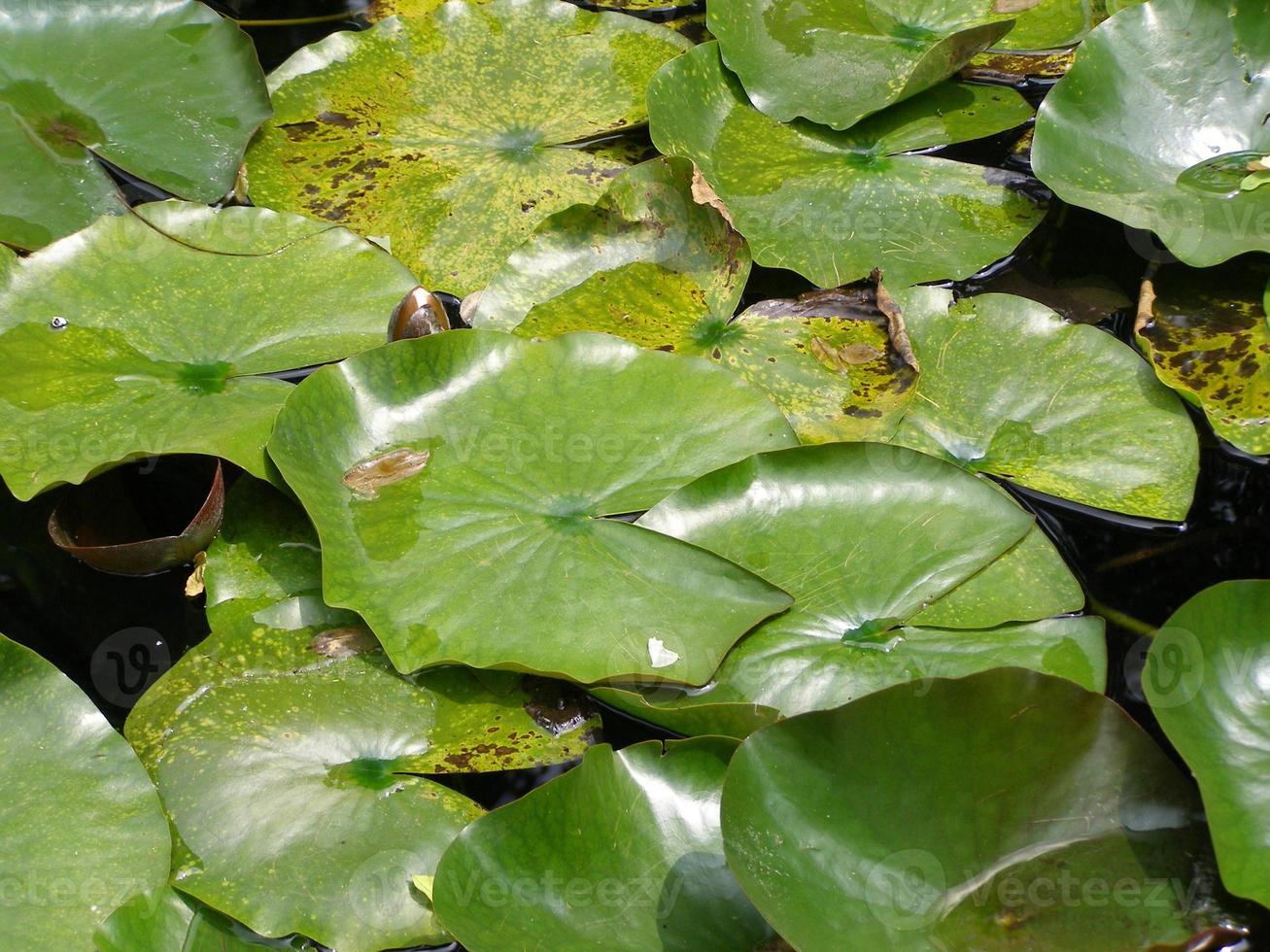 waterlelie plant nymphaea in een vijver foto