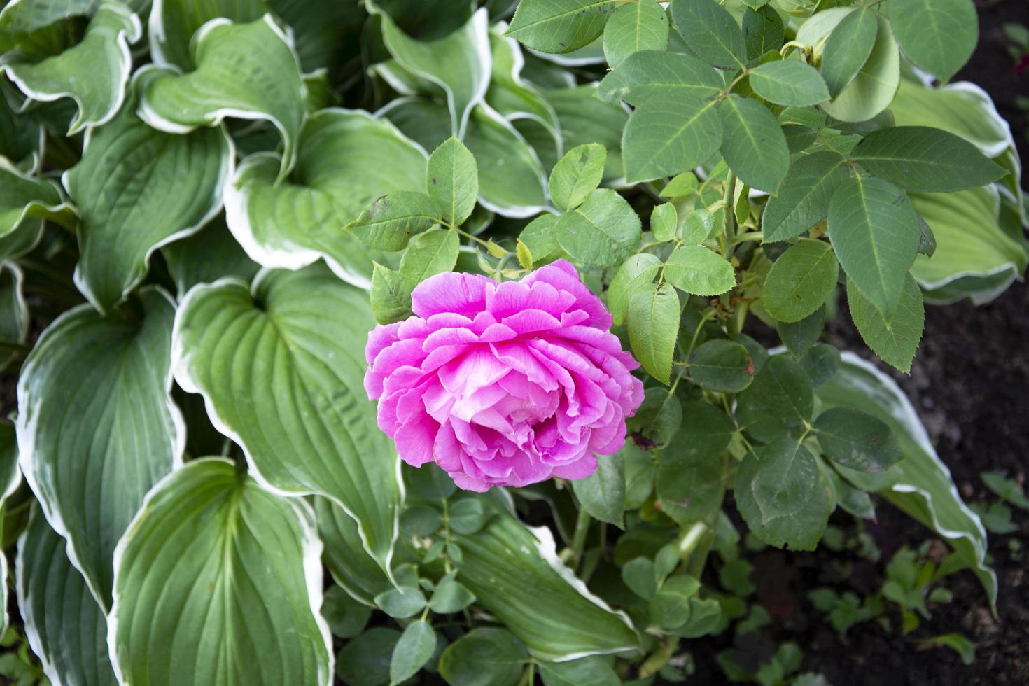 bloeiende rozenstruik in de tuin in de zomer foto