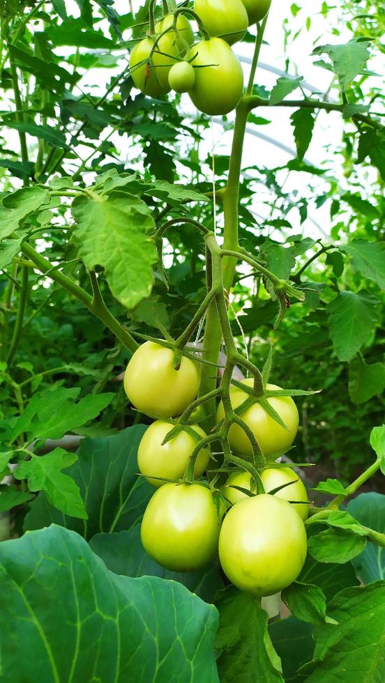 een bos onrijpe groene tomaten groeit foto