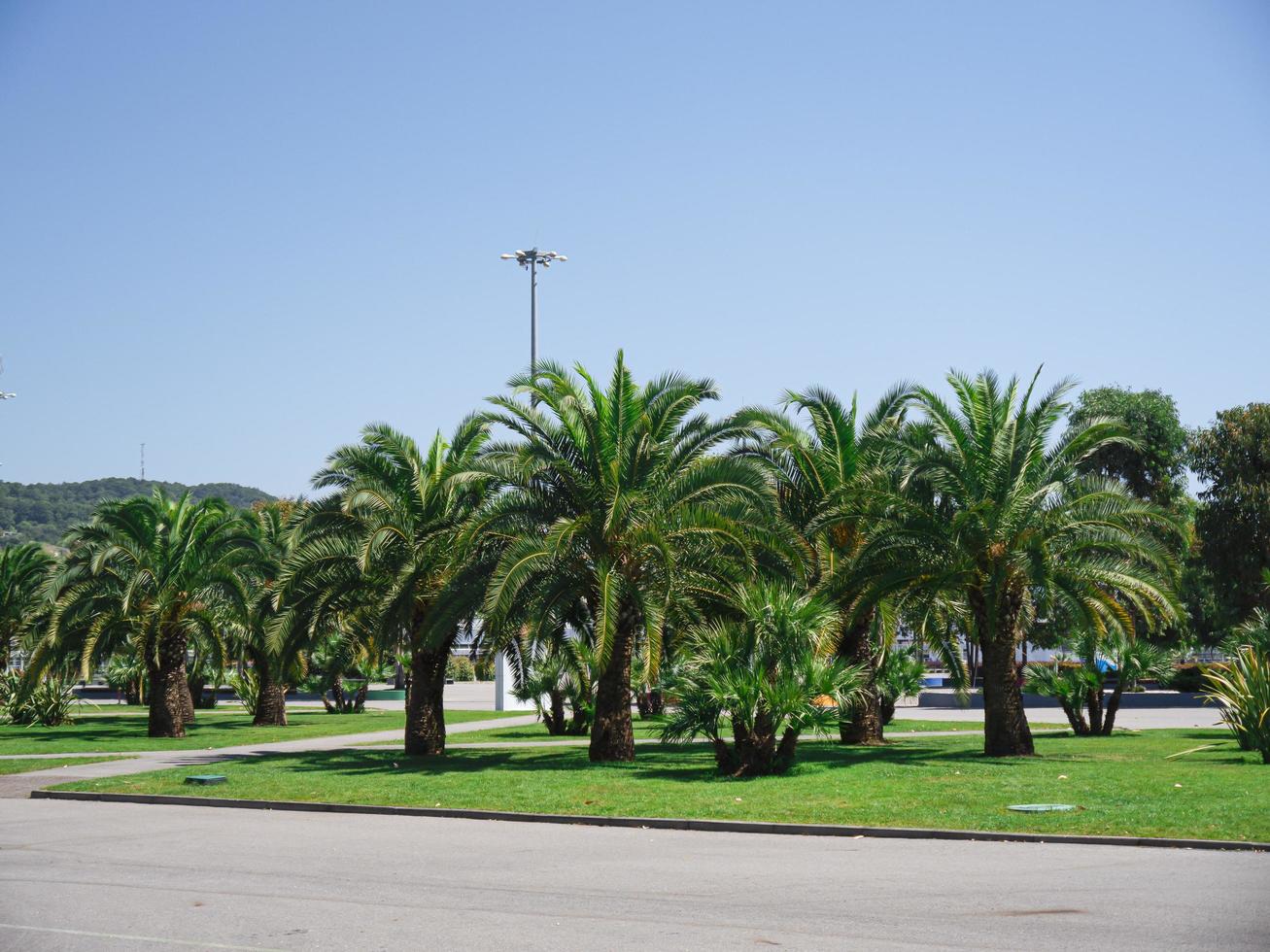 palmbomen in het park van adler city, rusland foto