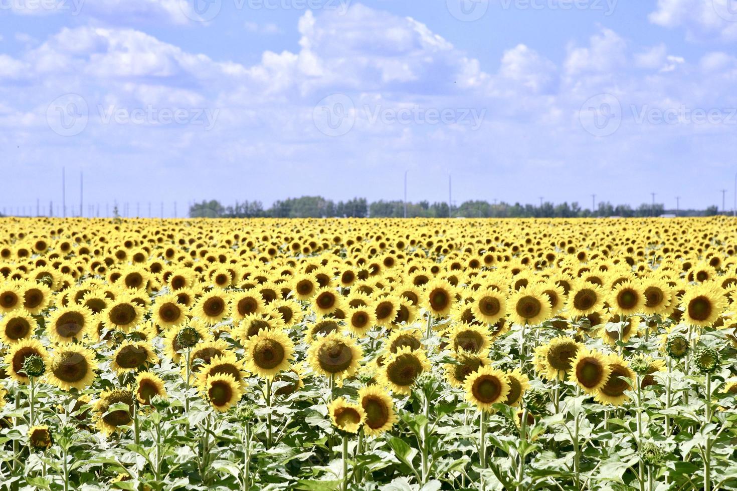 veld met zonnebloemen onder de blauwe lucht foto