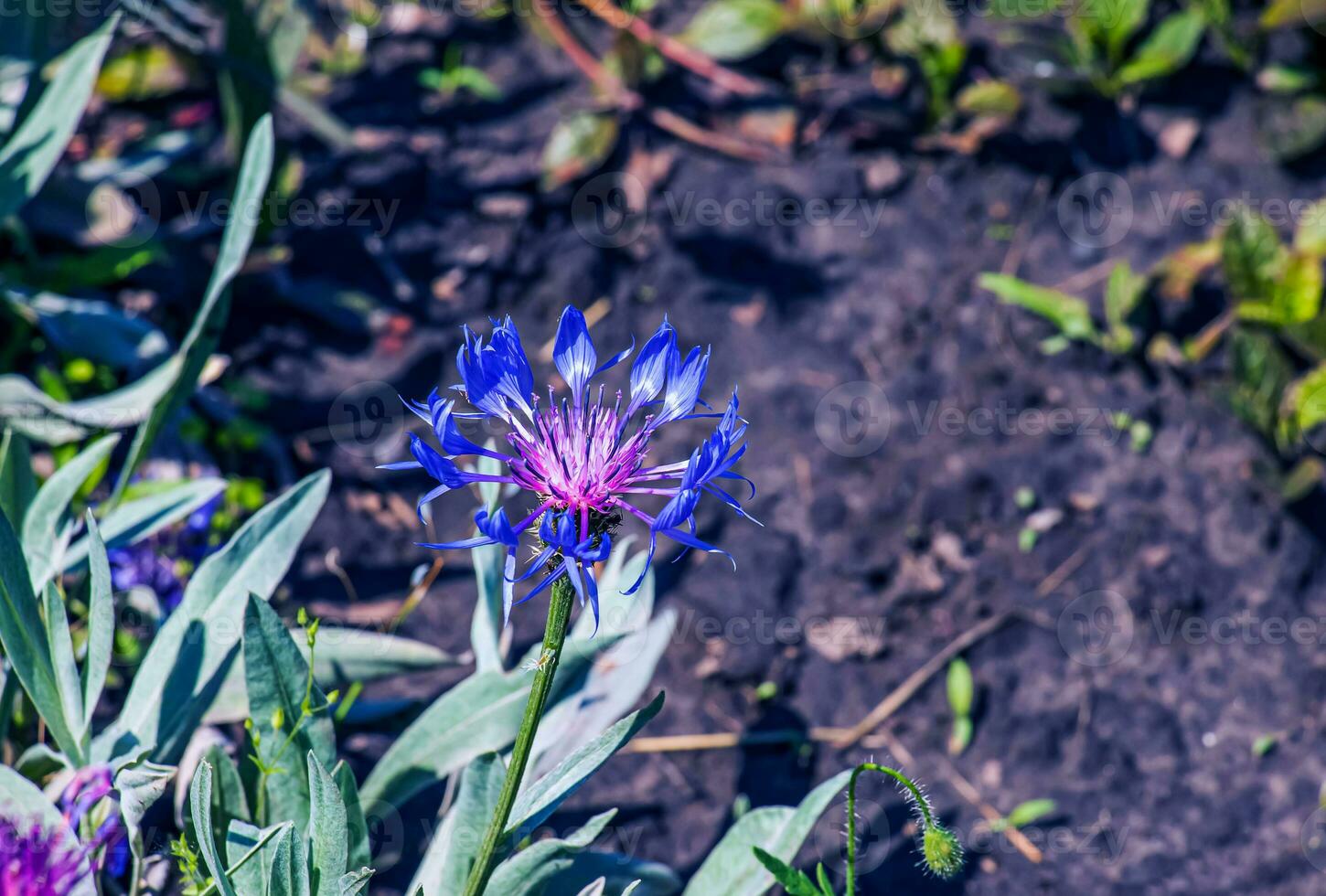 blauw bloesem van berg korenbloem centaurea Montana met natuurlijk groen bladeren en bloemen achtergrond. groeit in weiden en Open bos. planten voor tuinieren, foto