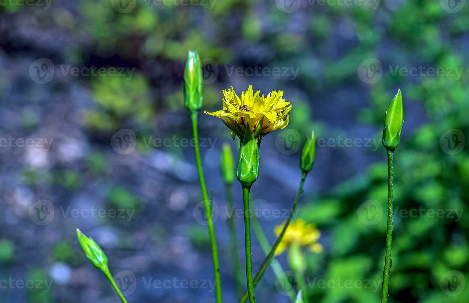 de geel bloemen van schorseneer vernederen kijken heel veel Leuk vinden een paardebloem foto