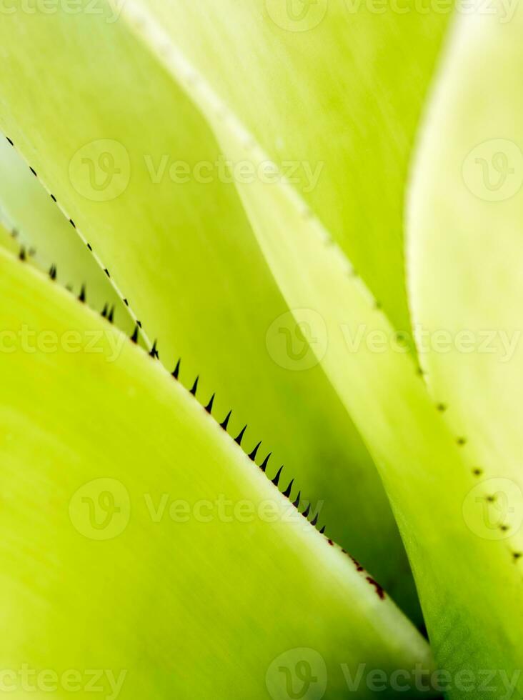 detailtextuur en doornen aan de rand van de bromeliabladeren foto