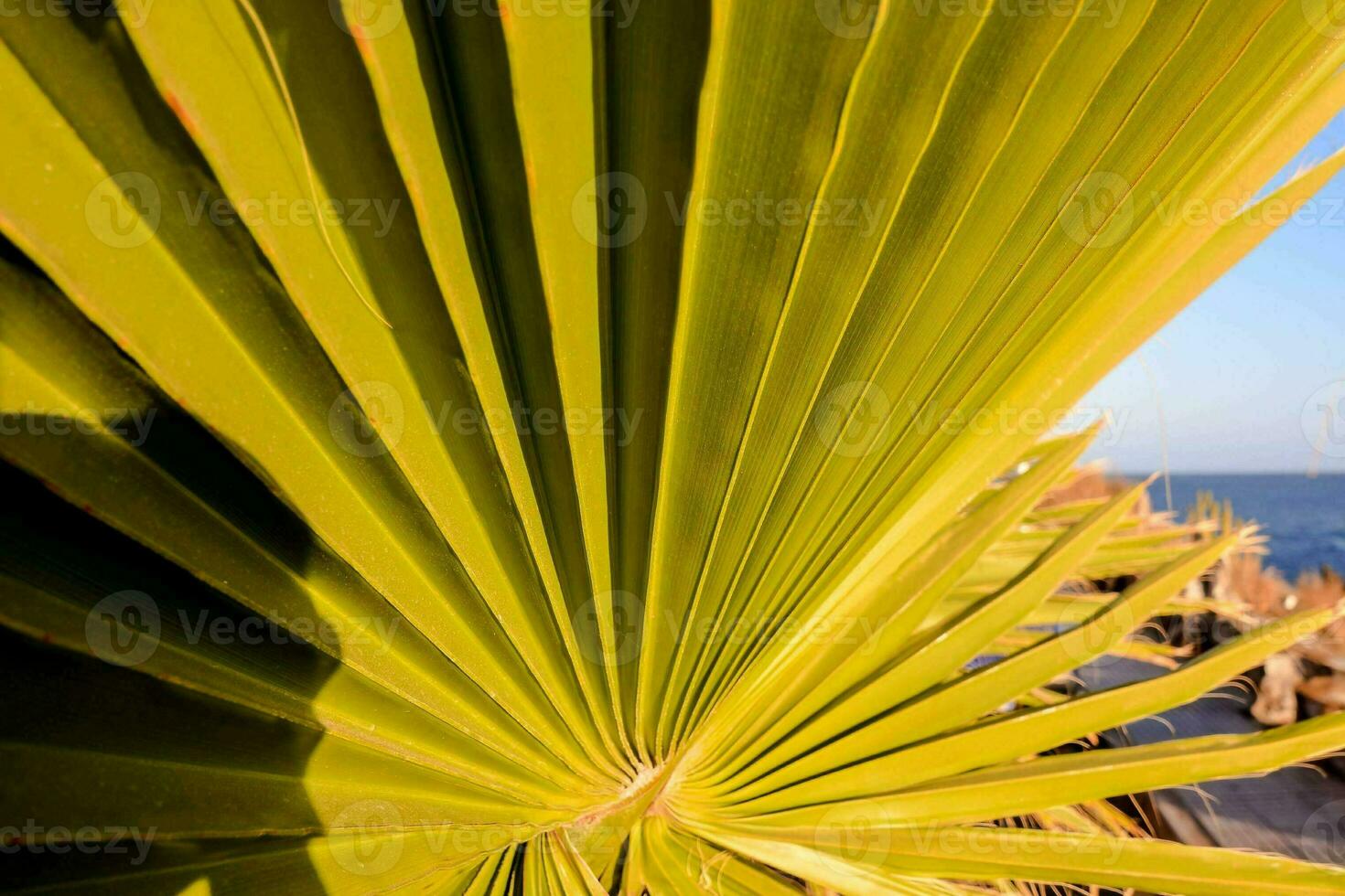 palmblad op het strand foto