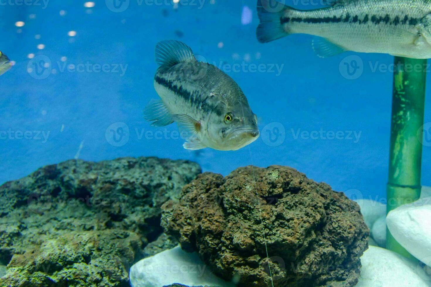 vissen in het aquarium foto