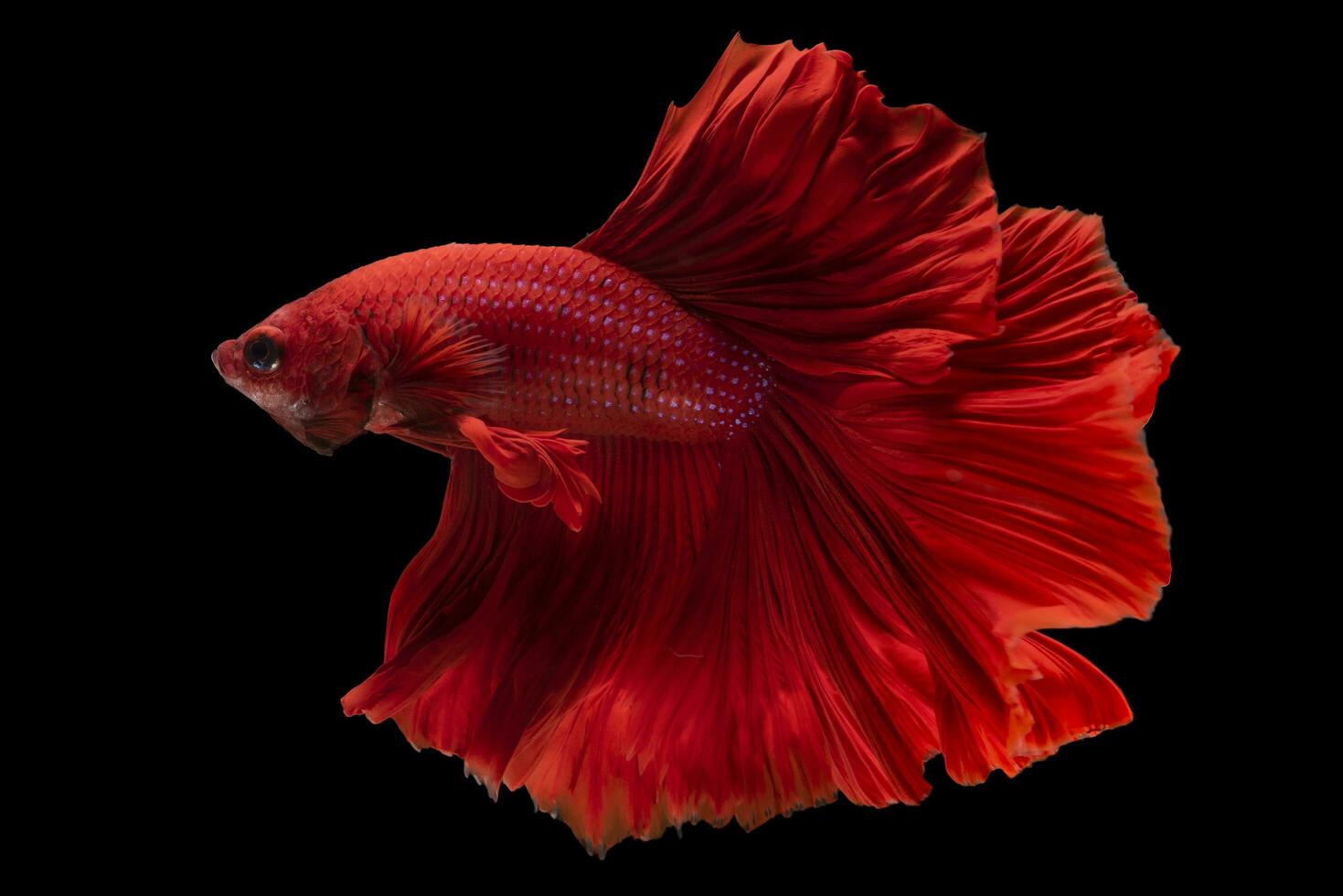 mooi beweging van rood betta vis, ritmisch dichtbij omhoog van Siamees vechten vis, betta pracht, halve Maan betta Aan zwart achtergrond. foto