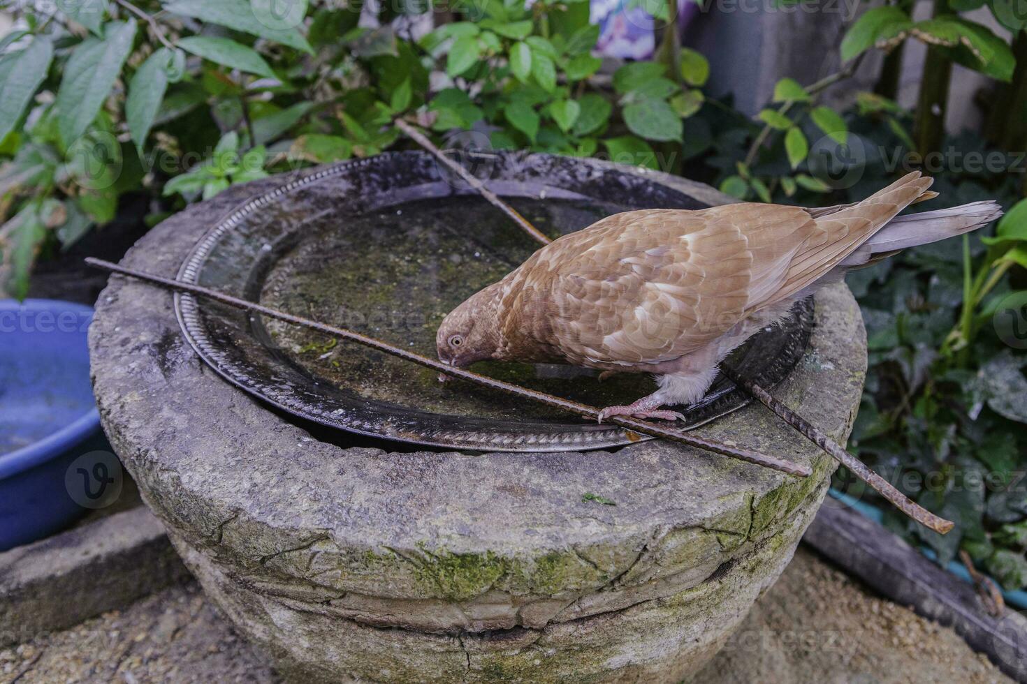 een duif vogel staand alleen Aan wit achtergrond. een duif staand alleen Aan zwart houten voor vrijheid dag concept. foto