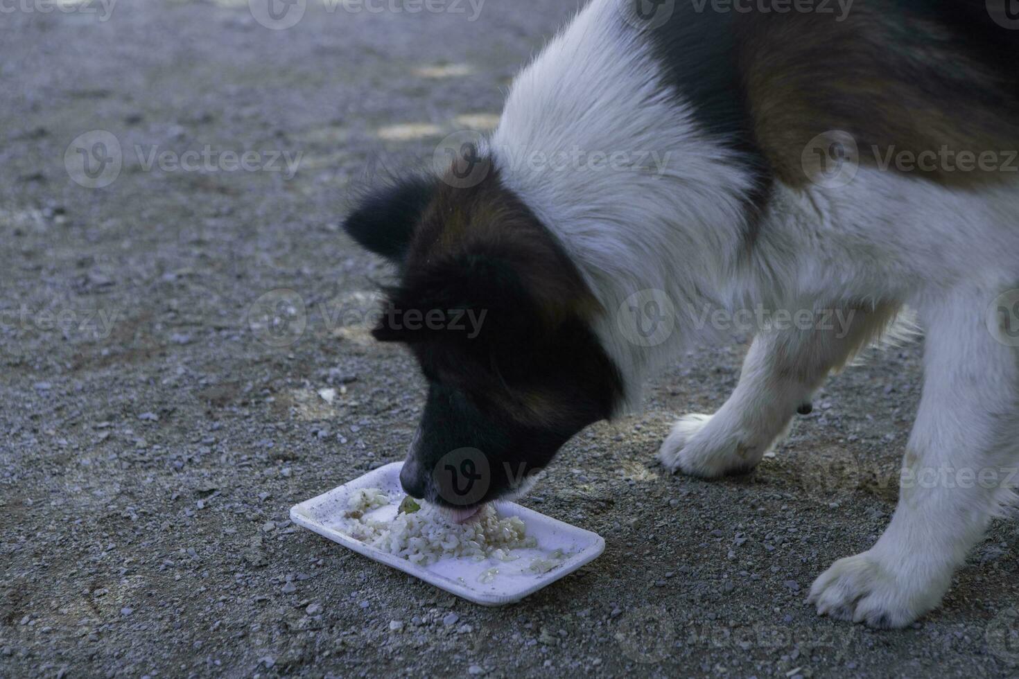 een hond aan het eten voedsel alleen van een kom in de park. selectief focus. zwart klein hond eten vuil voedsel bord Aan de grond in de park foto