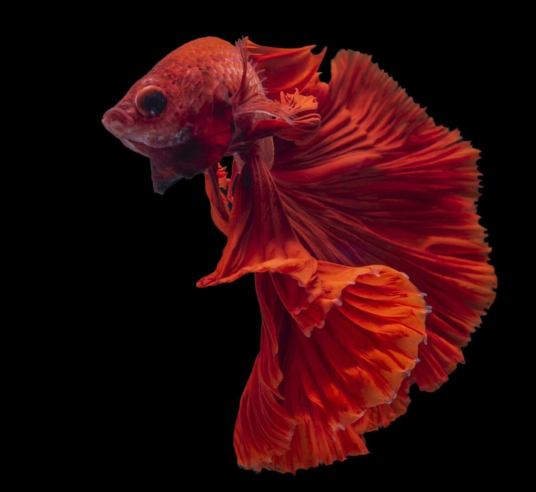 mooi beweging van rood betta vis, ritmisch dichtbij omhoog van Siamees vechten vis, betta pracht, halve Maan betta van Thailand, geïsoleerd Aan zwart achtergrond. foto