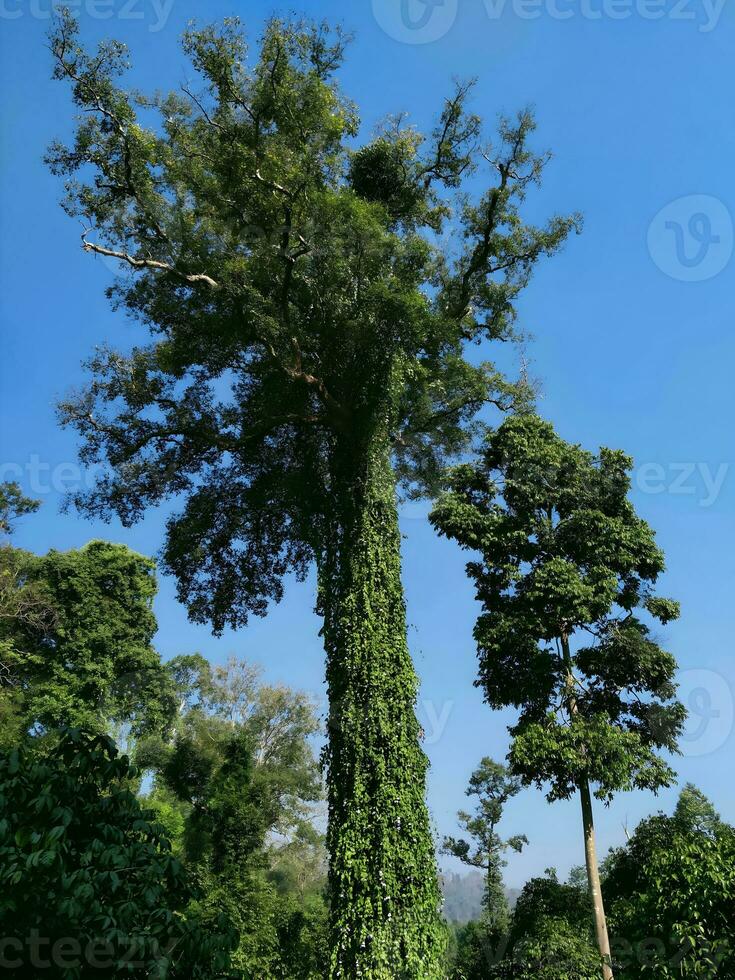 duizend jaar oud boom, in een boomgaard in noordelijk Thailand foto