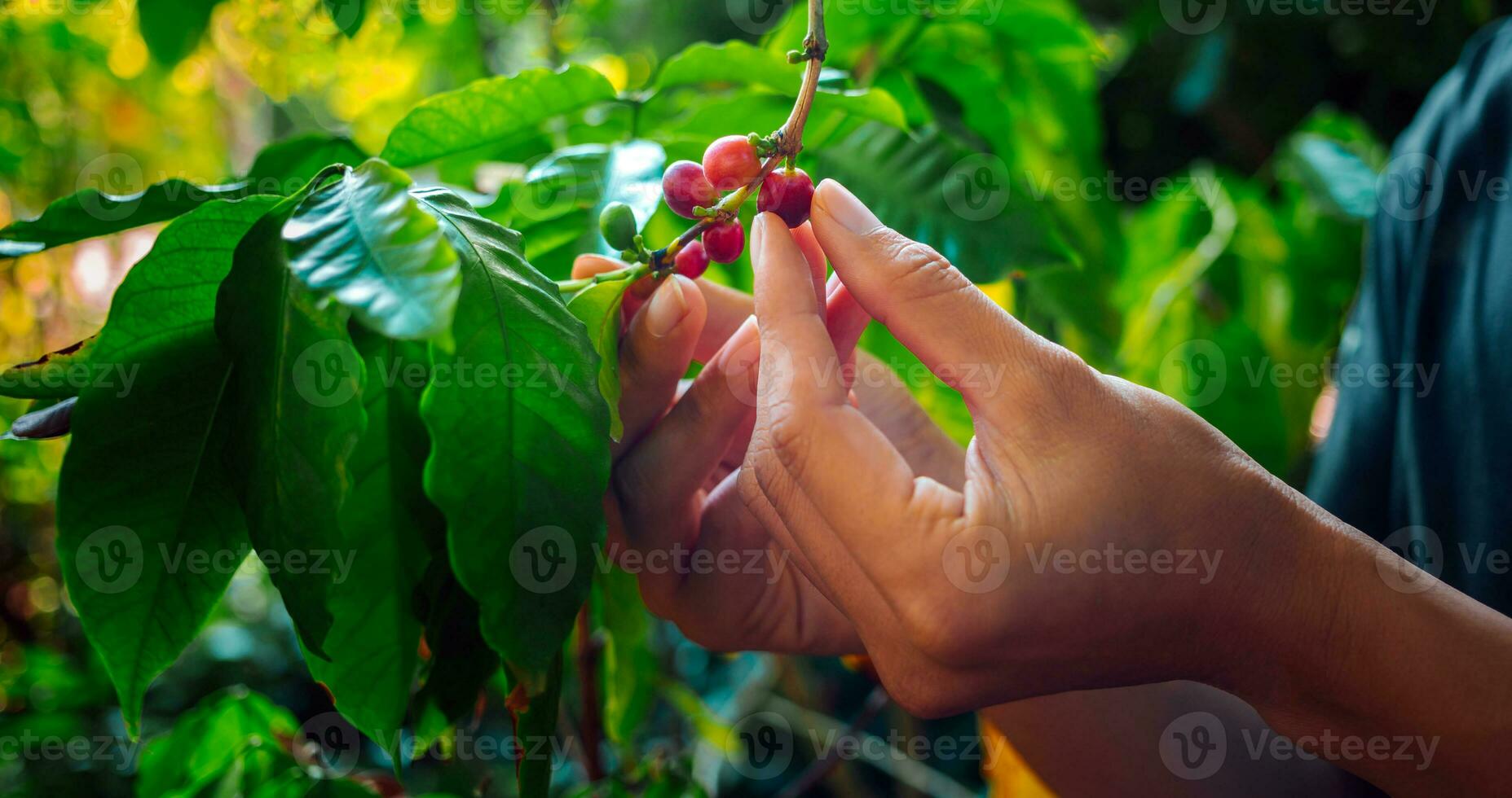 oogsten koffie bessen door landbouwer handen, rood koffie bonen rijpen in hand- boer, vers koffie, rood BES tak, landbouw Aan koffie boom foto