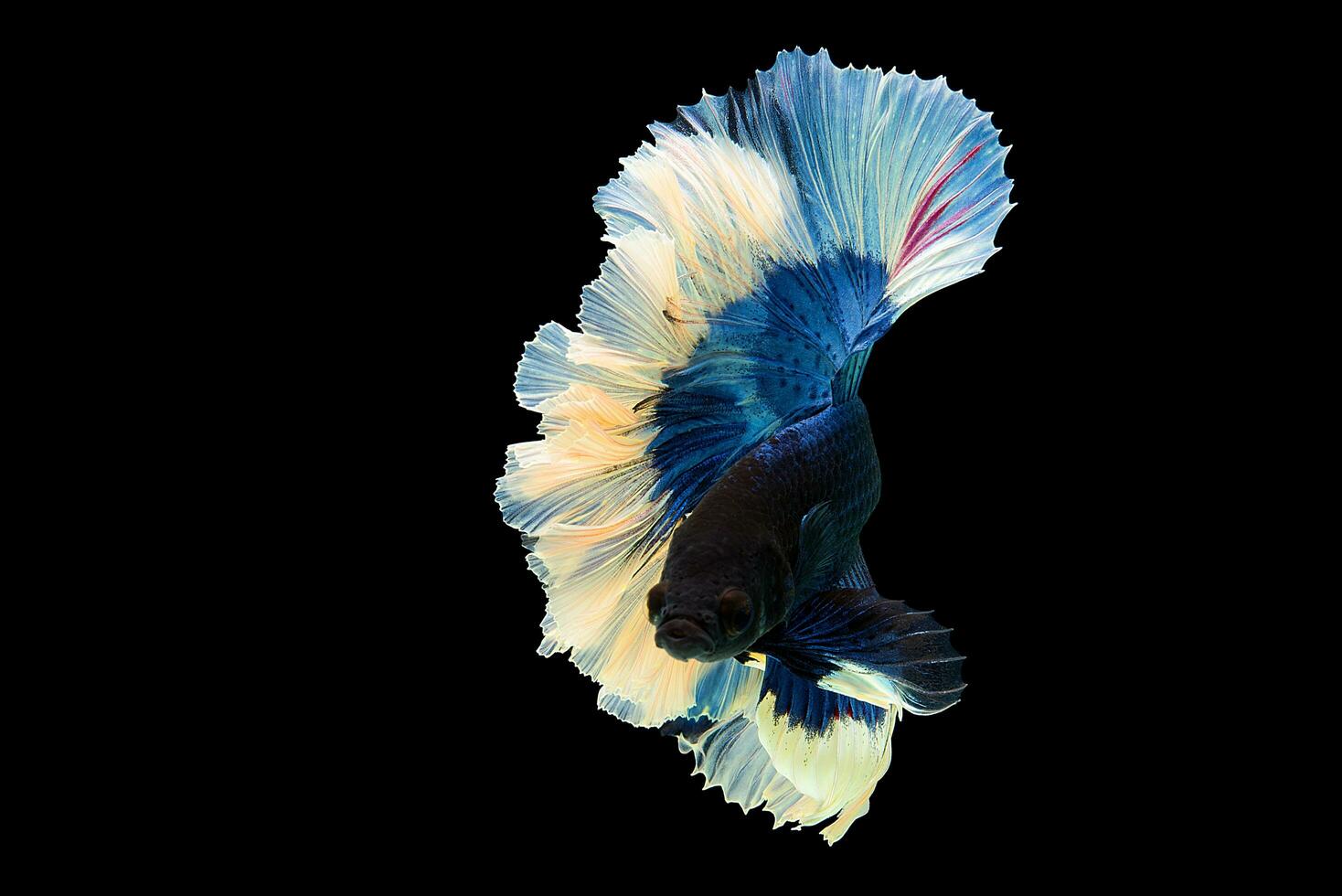 blauw en wit Siamees vechten vis in Thailand, betta vis, betta pracht, ritmisch van betta vis geïsoleerd Aan zwart achtergrond met knipsel pad. foto