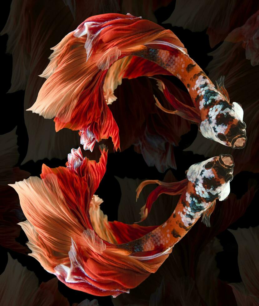 mooi beweging van twee kleurrijk Siamees vechten vis, detailopname van blauw rood betta vis. hart vormig vis van twee betta splendens geïsoleerd Aan zwart achtergrond. foto