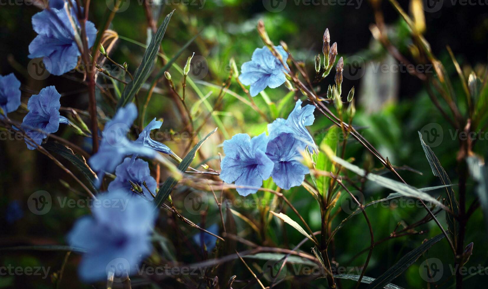 blauw ruellia tuberosa bloem mooi bloeiend bloem groen blad achtergrond. voorjaar groeit blauw bloemen en natuur komt levend foto