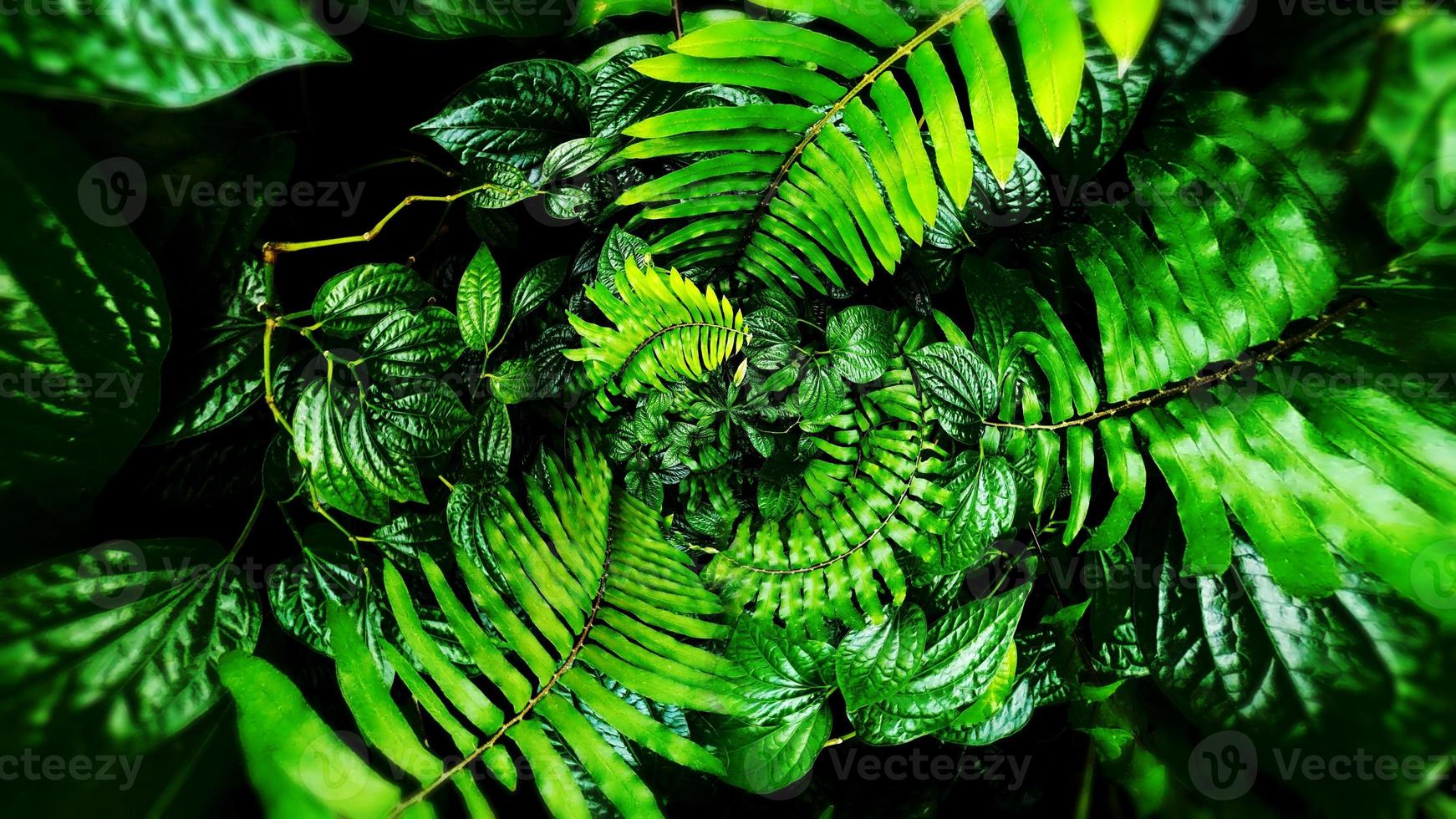 tropische groene bladachtergrond foto