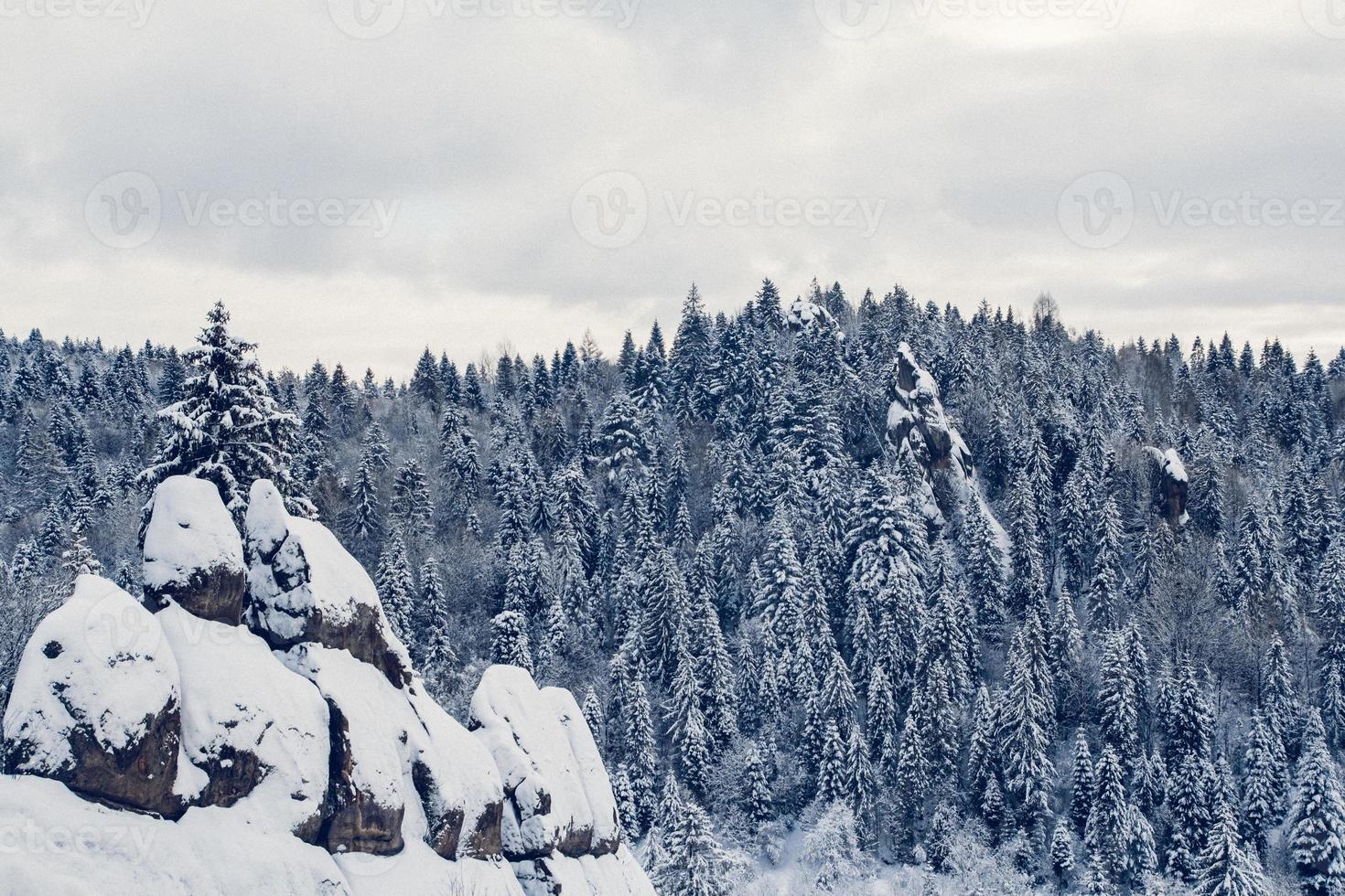 groep besneeuwde sparren. besneeuwd bos in de bergen foto