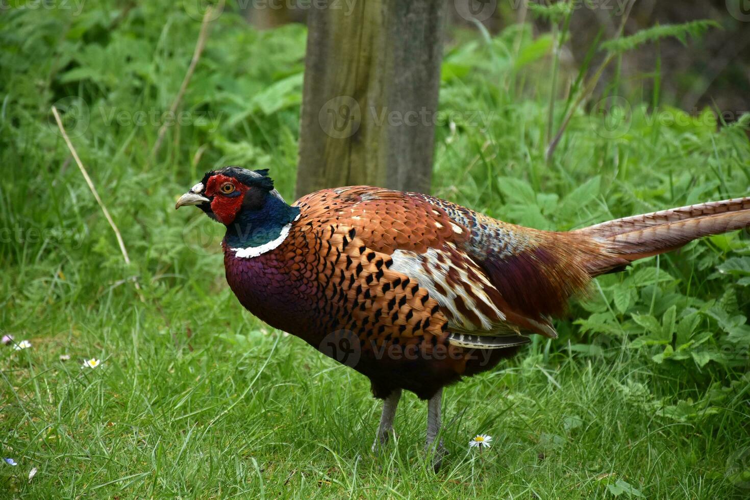 verbijsterend wild mannetje fazant in de lente foto