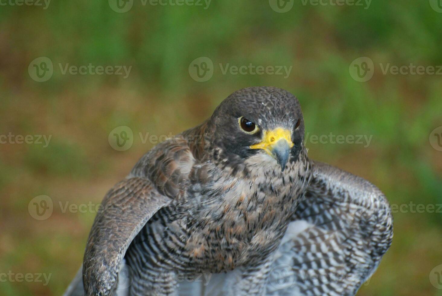 wild valk opening haar Vleugels voorbereidingen treffen naar vlieg foto