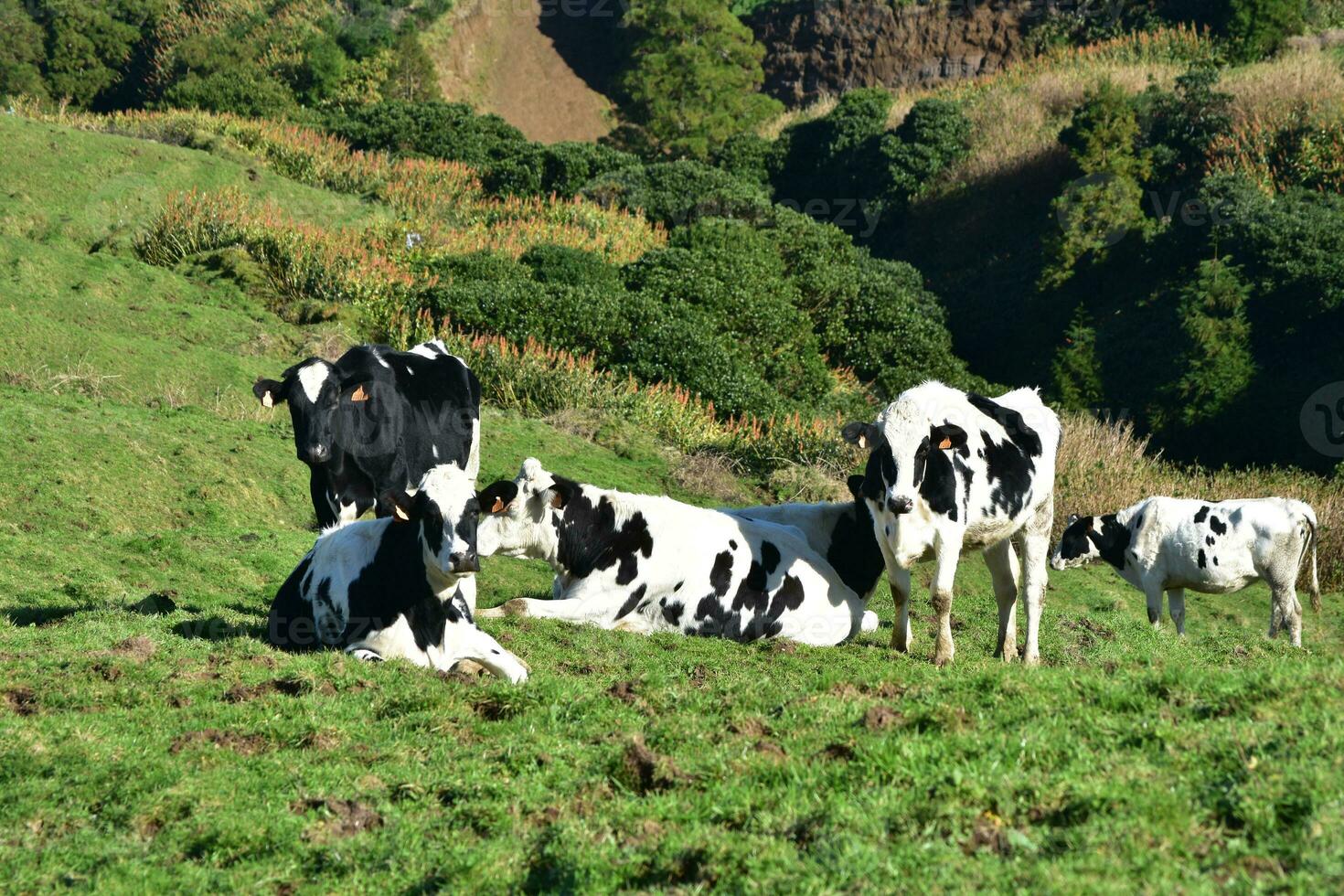 kudde van zwart en wit koeien begrazing in een veld- foto