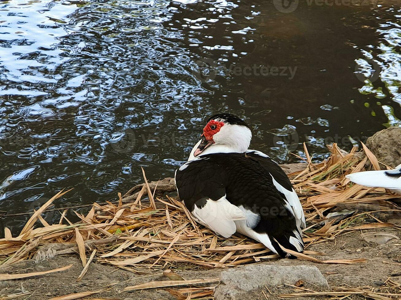 ervaring elegantie en genade met de wit zwaan, een symbool van schoonheid en rust. onderzoeken de majesteit van deze voortreffelijk vogelstand in hun natuurlijk leefgebied foto