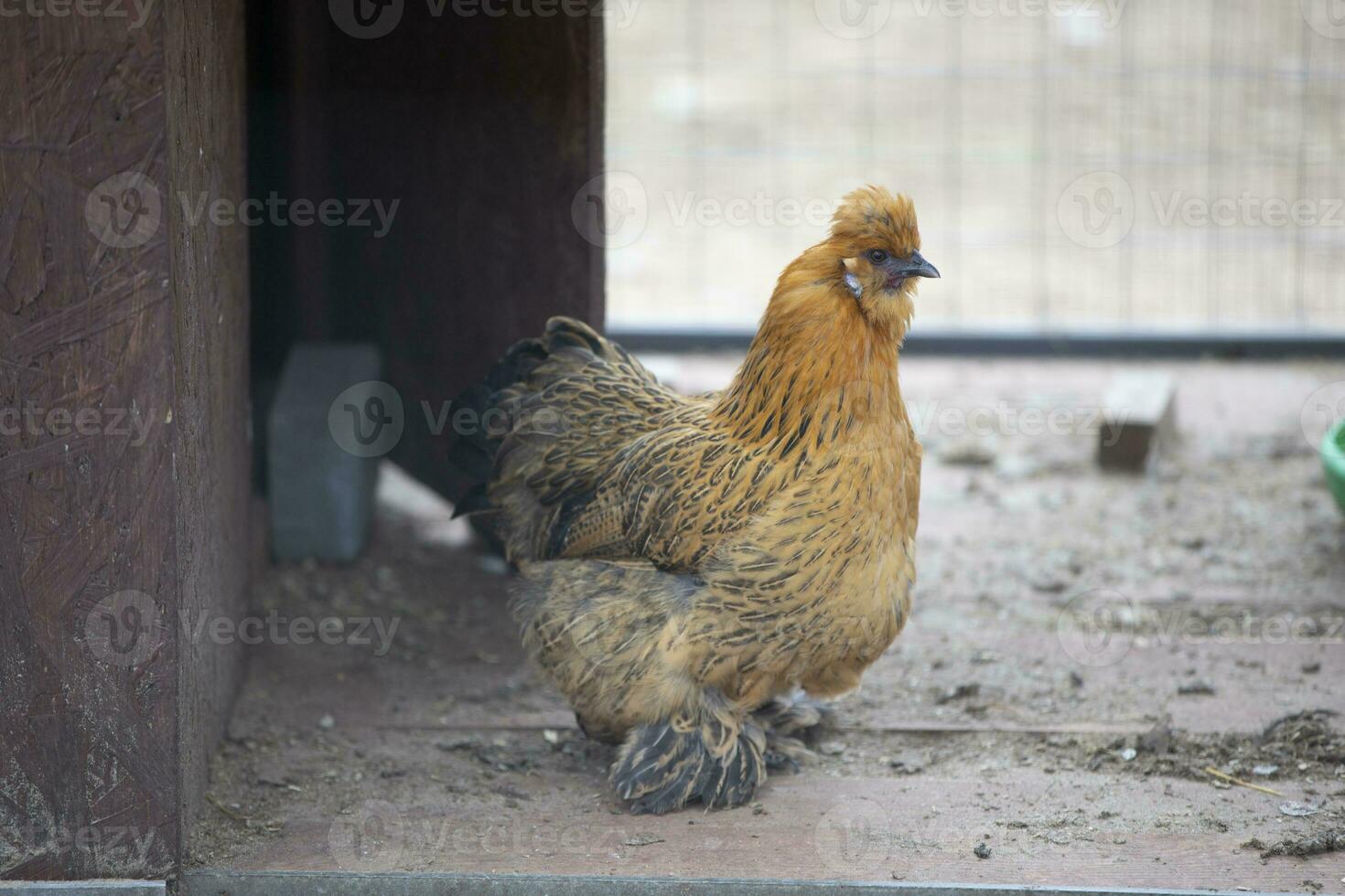 een kip van de kantdanzi ras zit in een volière en is verveeld. foto