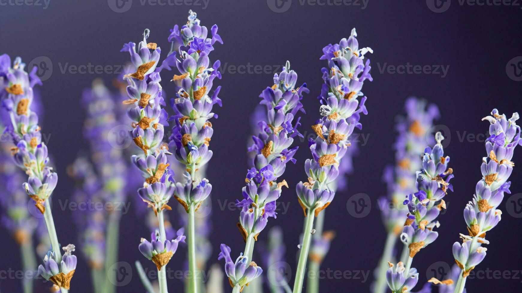 hoog detail, detailopname van lavendel bloemen, geïsoleerd Aan zwart foto